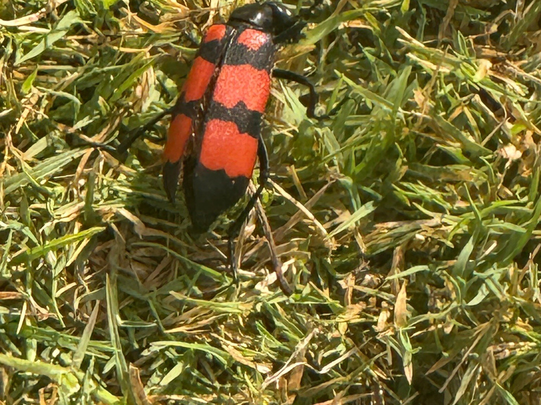 Kasba - A Village Resort主图