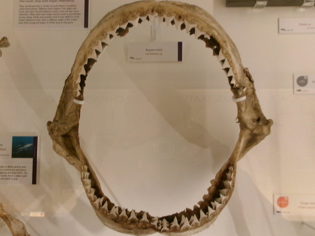 University Museum of Zoology-剑桥必去景点