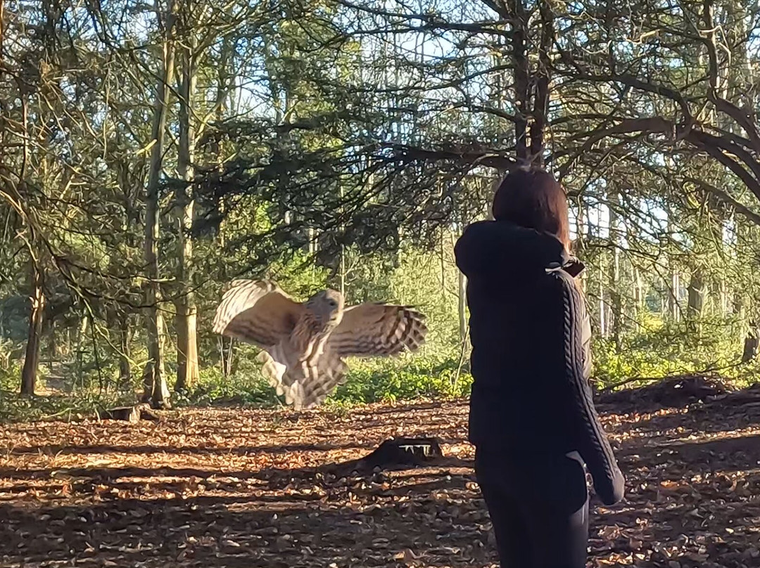 Bird of Prey Experiences - Hawkeye Falconry UK-Thoresby必去景点