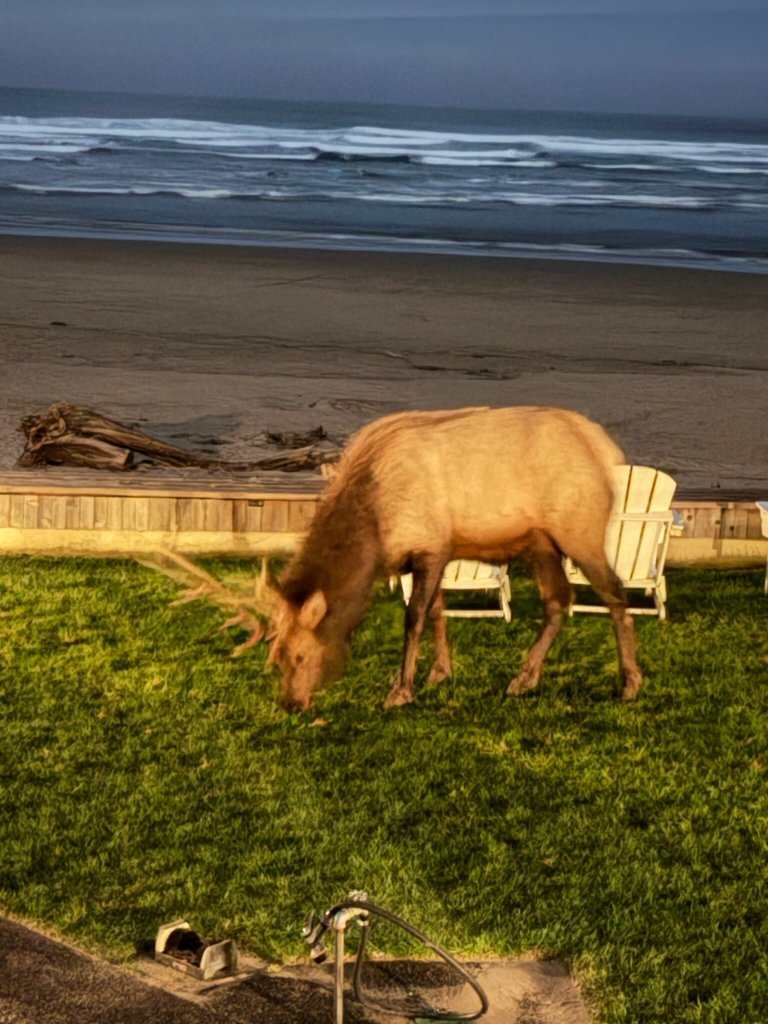 Schooner's Cove Inn-官方