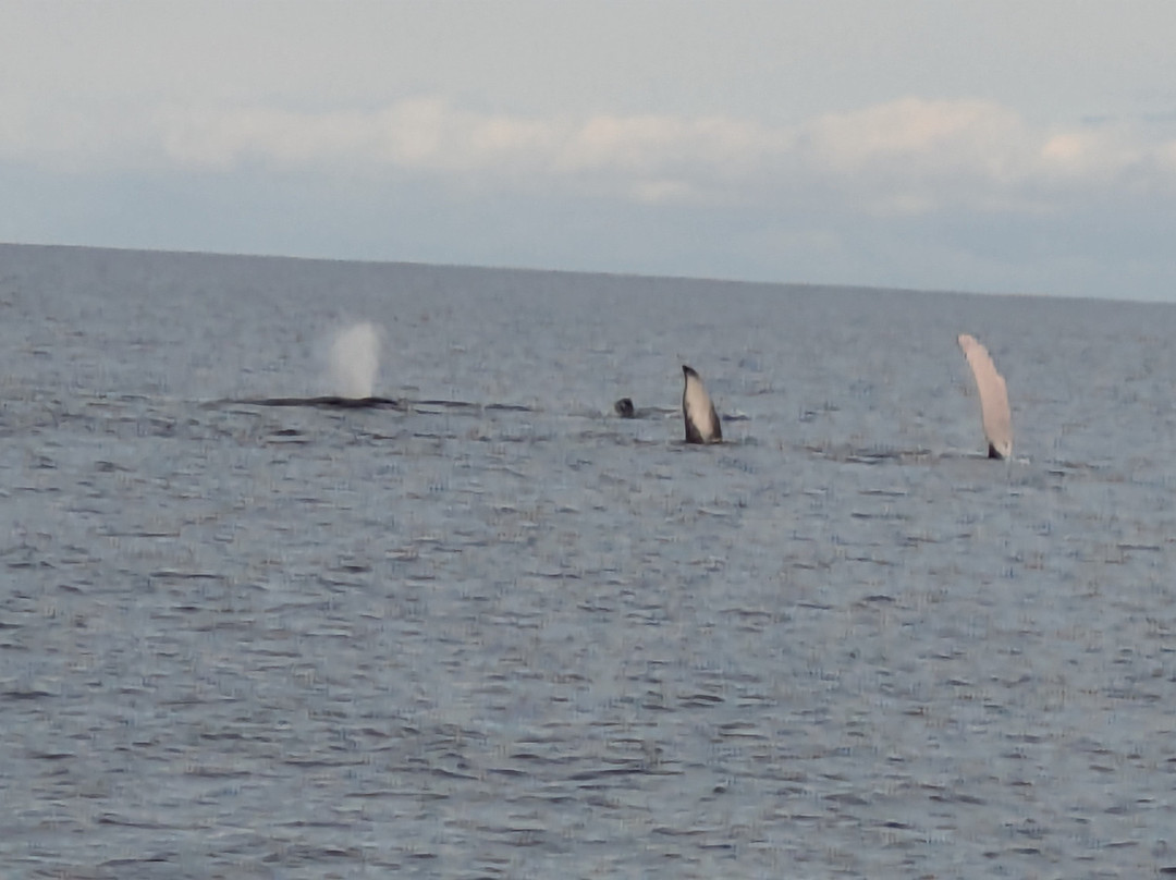 Adventure X Boat Tours-卡慕也拉必去景点