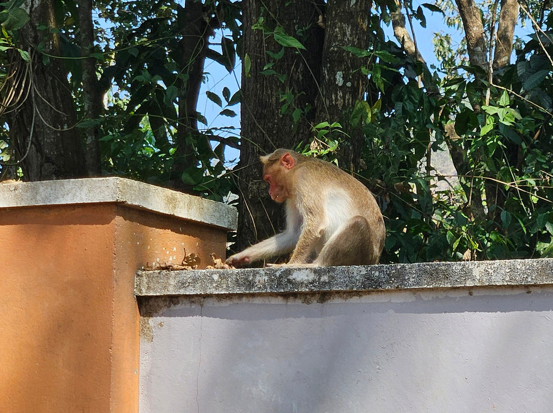 Elephant Rehabilitation Centre-提卢湾安塔普兰（特里凡德伦）必去景点