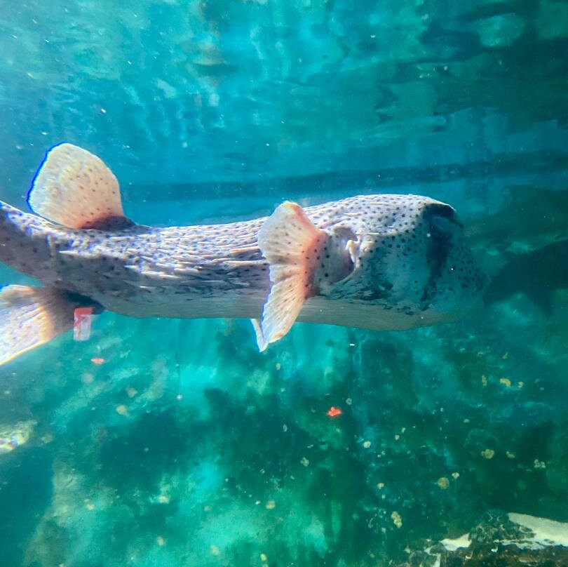 Ahungalla Sea Turtles Conservation And Research Center-亚洪加拉必去景点