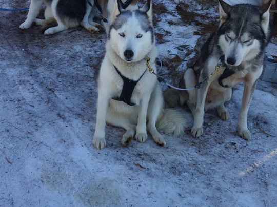 Huskysleddog-San Martino in Badia必去景点