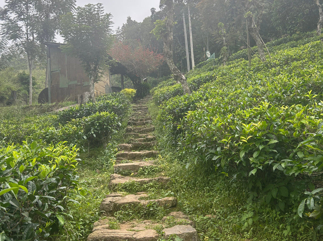 Lithu Lanka Tours-蒂瑟默哈拉默必去景点