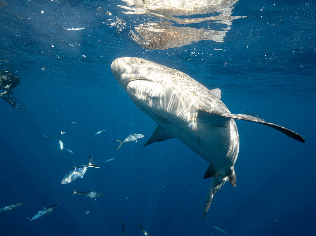 Florida Shark Diving-朱庇特必去景点