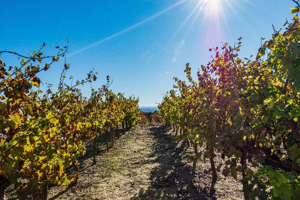 Bodegas Luis Pérez-赫雷斯德拉弗隆特拉必去景点