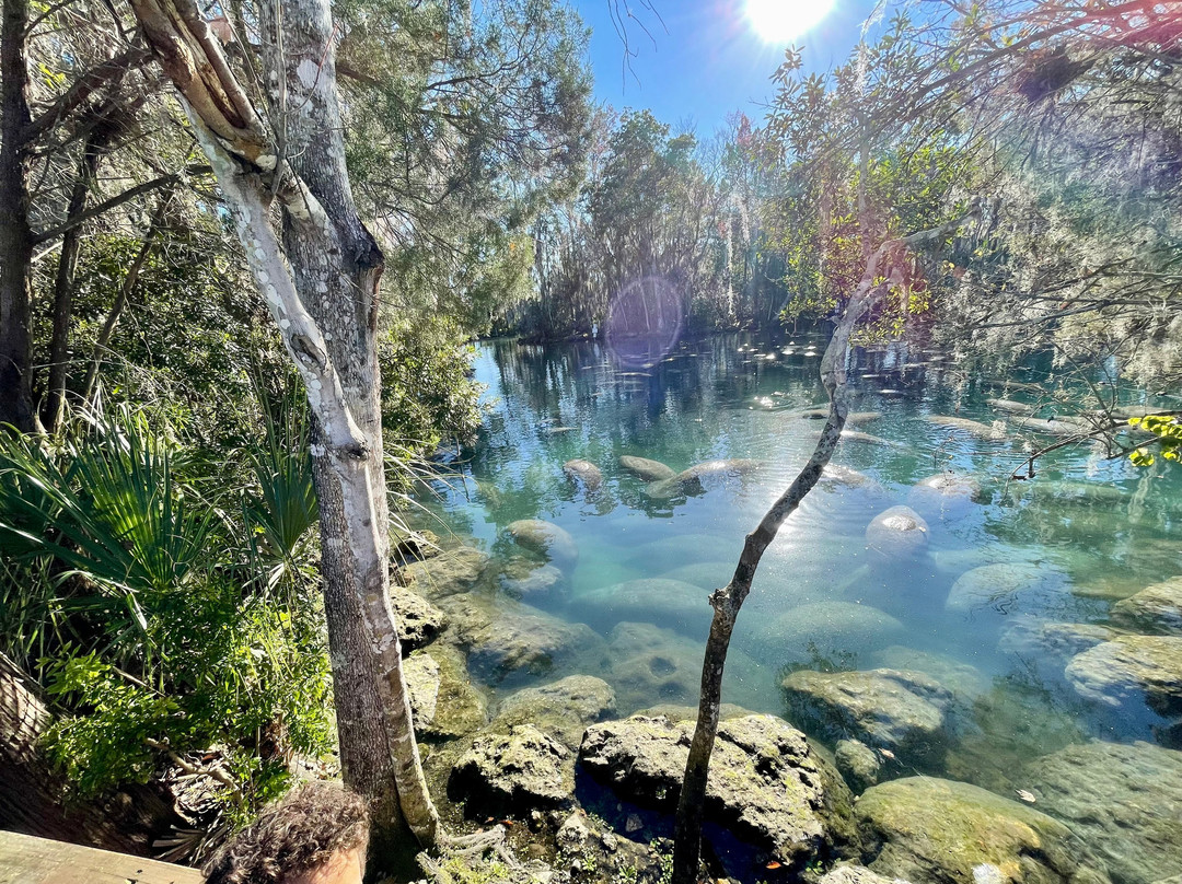 Crystal River-克里斯特尔里弗必去景点