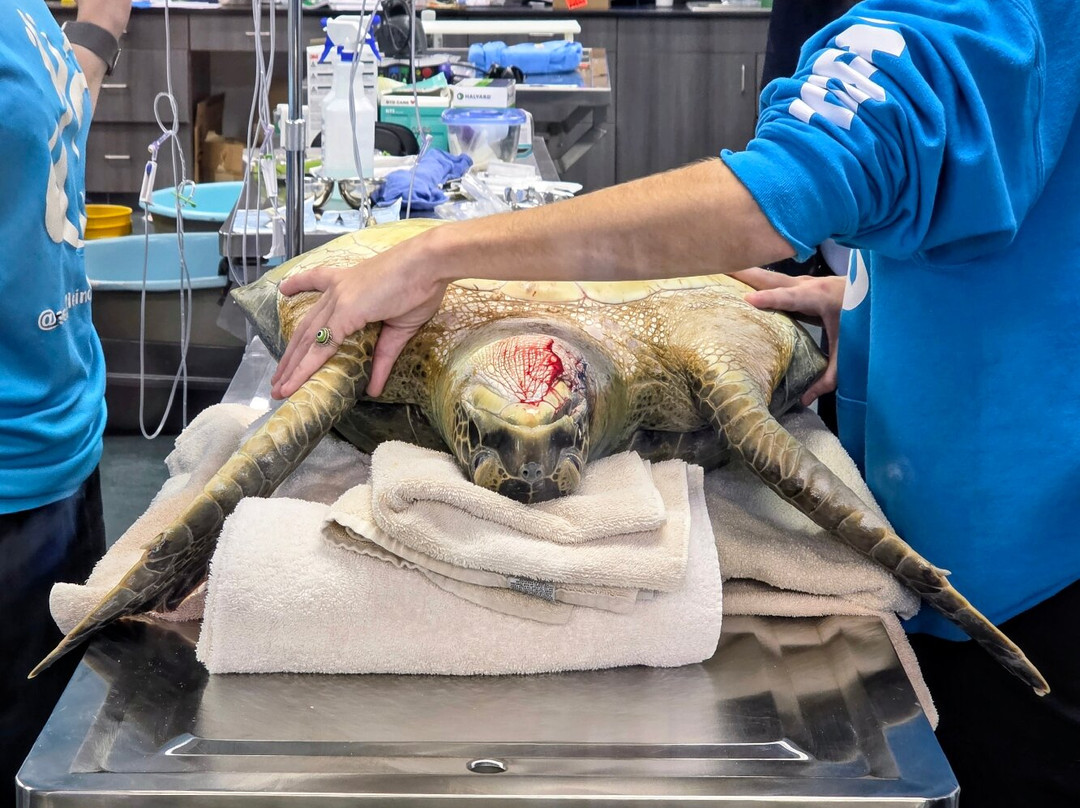 Sea Turtle, Inc.-南帕诸岛必去景点