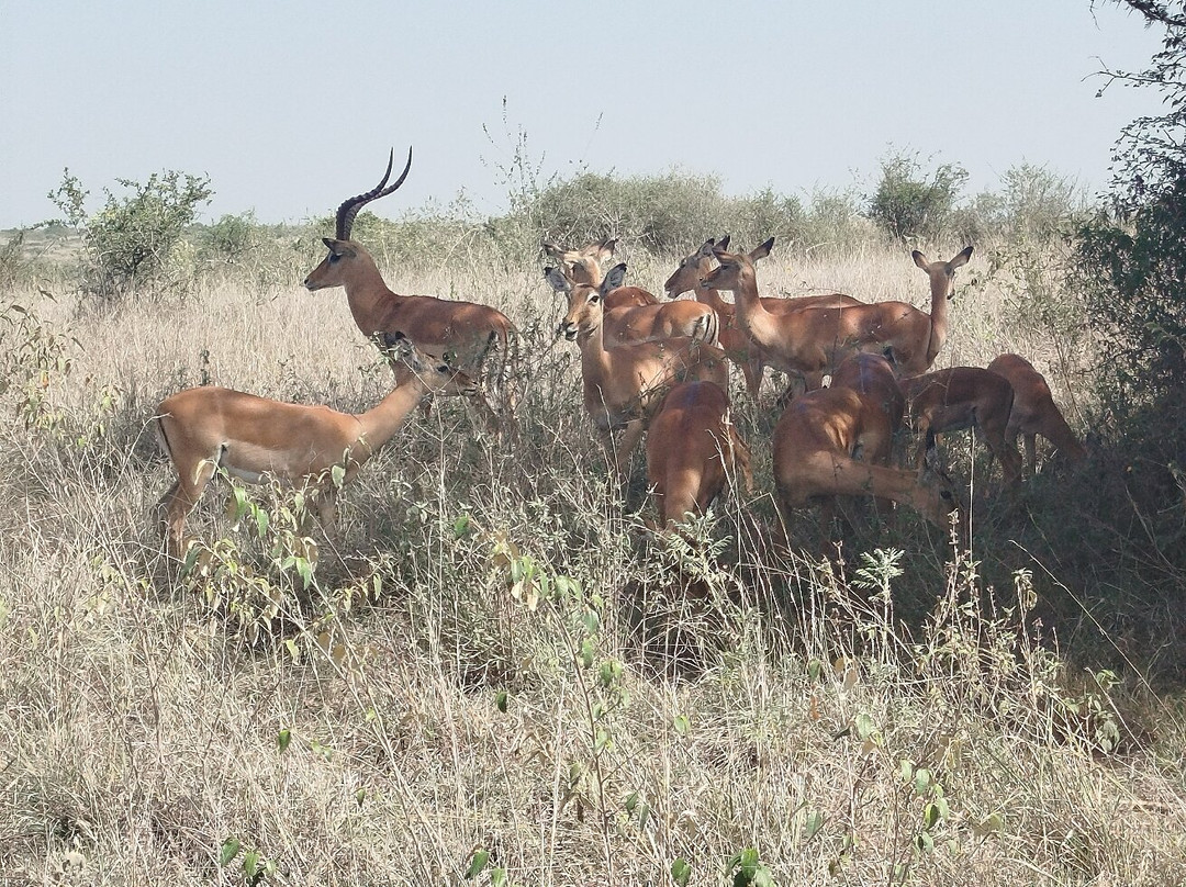 Lassic Africa Tours-内罗毕必去景点