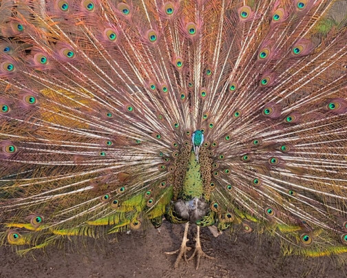 Peacocks Uk-Kempsey必去景点