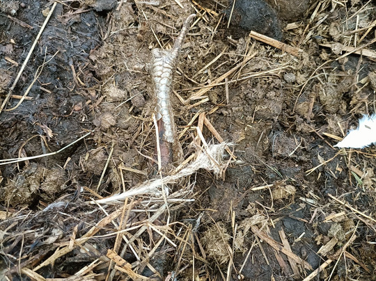 Alpaca Sanctuary-Pontardawe必去景点