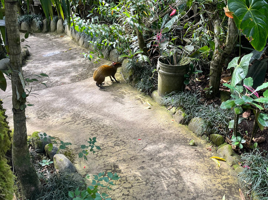 Monteverde Orchid Garden-圣埃伦娜必去景点