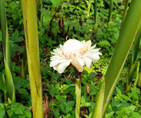 Jardin Botanique de Valombreuse-Petit-Bourg必去景点