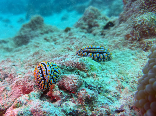 Equinoxe Ecole Seychelloise de Plongee-博瓦隆必去景点