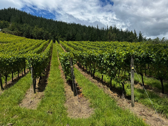 Johanneshof Cellars-布伦海姆必去景点