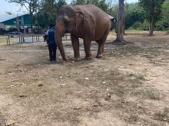 Phuket Elephant Nature Reserve-他朗必去景点