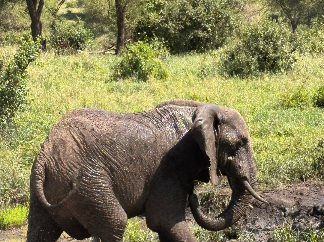 African Skies Tanzania-阿鲁沙必去景点