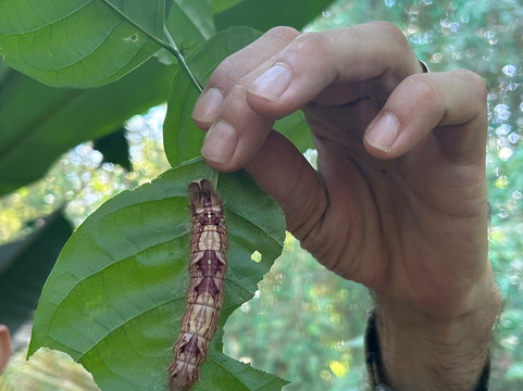 Royal Butterflies-哈科必去景点