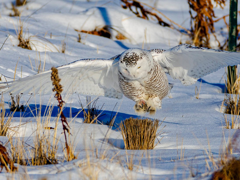 Spruce Photo Tours-汤森必去景点