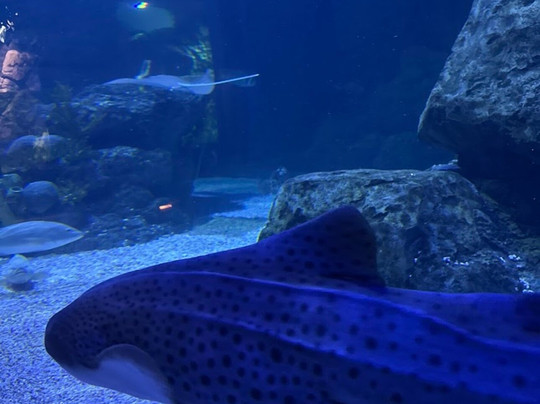 Marassi Aquarium & Underwater Zoo-Diyar Al Muharraq必去景点