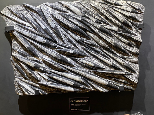 MUSEO DEL METEORITO EL ORIGEN DE LA NUEVA VIDA