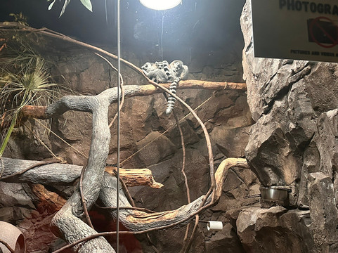 Daytona Aquarium & Rainforest Adventure-代托纳比奇必去景点