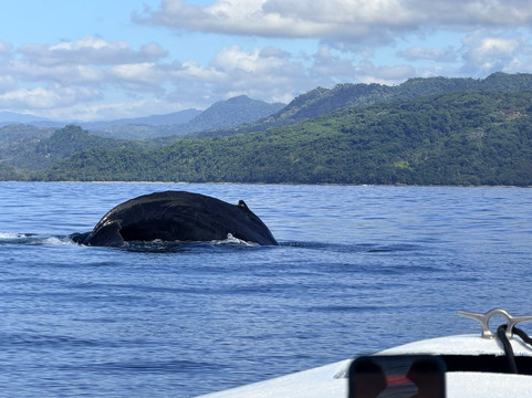 Dolphin Tours-乌维塔必去景点