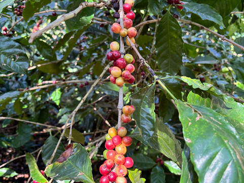 El Toledo Coffee Tour-Atenas必去景点