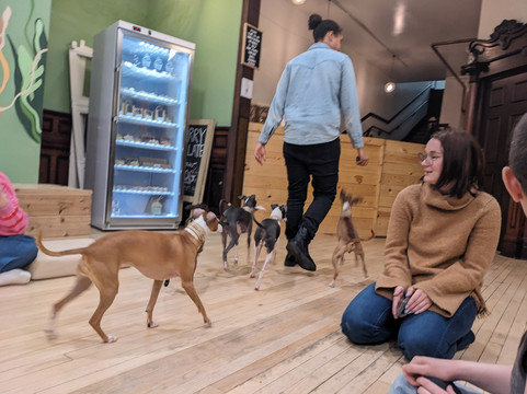 CuddlePups-芝加哥必去景点