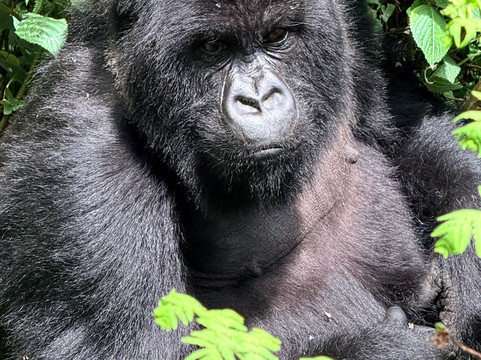 Umubano Tours - Day Tours-Ruhengeri必去景点