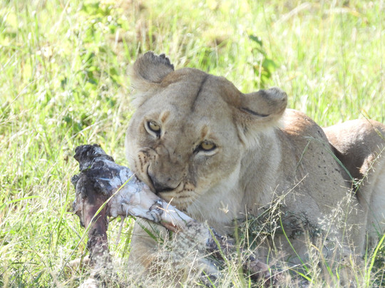 易捷旅游-一日游-阿鲁沙必去景点