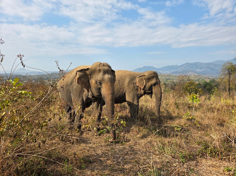 摆镇骑象-拜县必去景点