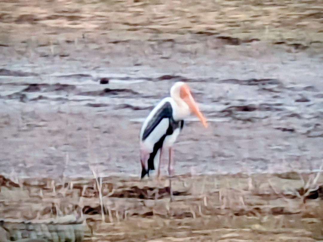 Niluka Safari-乌达瓦拉瓦必去景点