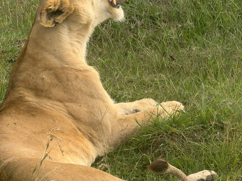 Holiday Bazaar Ltd-内罗毕必去景点