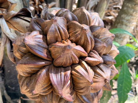 Mekong Delta Tour-Ben Tre必去景点