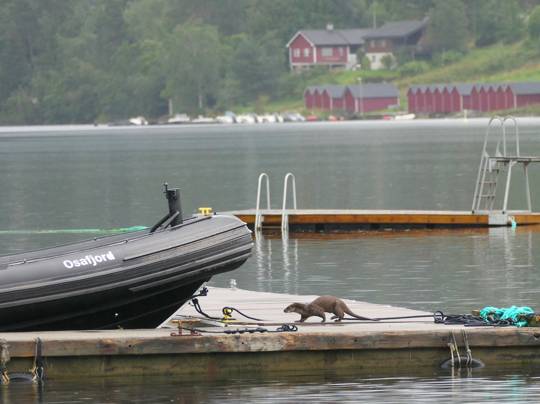 Wollert'n AS-Ulvik必去景点