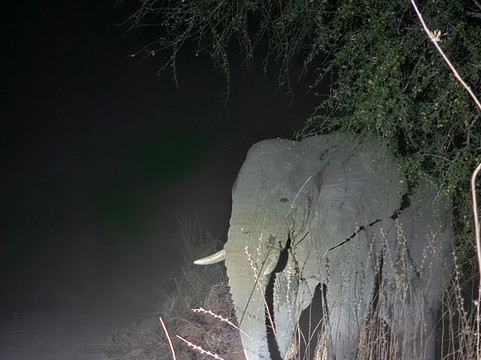 Zakouma National Park-乍得必去景点