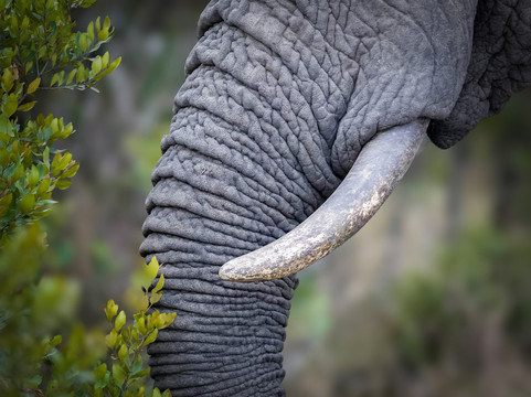 Scope Safaris-Thika必去景点