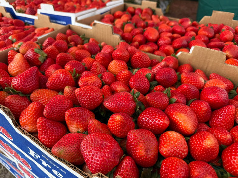 Florida Strawberry Festival-普兰特城必去景点