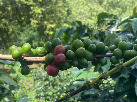 Coffe Tour La Abundancia