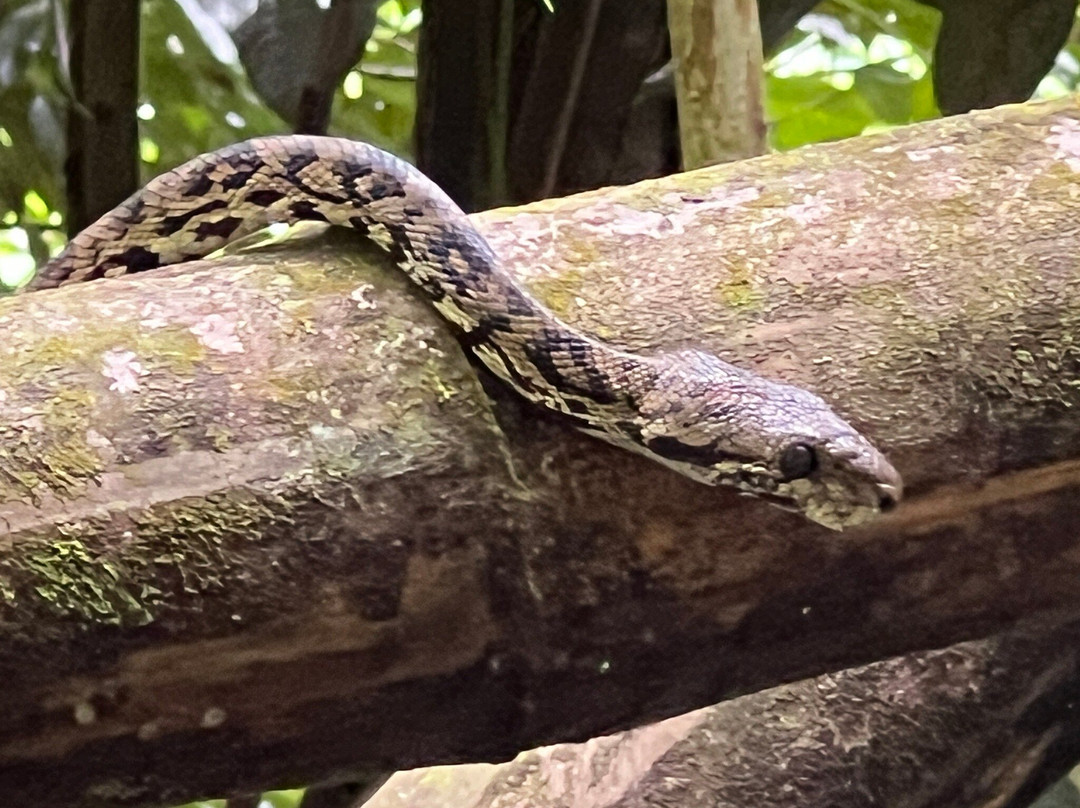 Seven Sisters Waterfalls Grenada-Grand Etang National Park必去景点