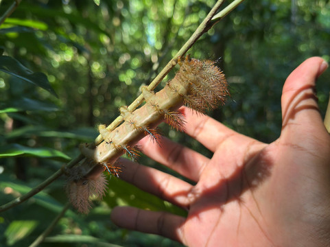 Rainforest Chronicles-希门尼斯港必去景点