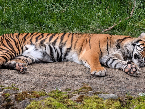 Point Defiance Zoo & Aquarium-塔科马必去景点