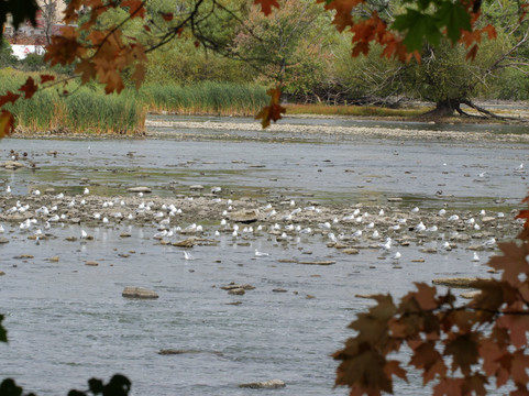 1000 Islands Environmental Center-考考纳必去景点