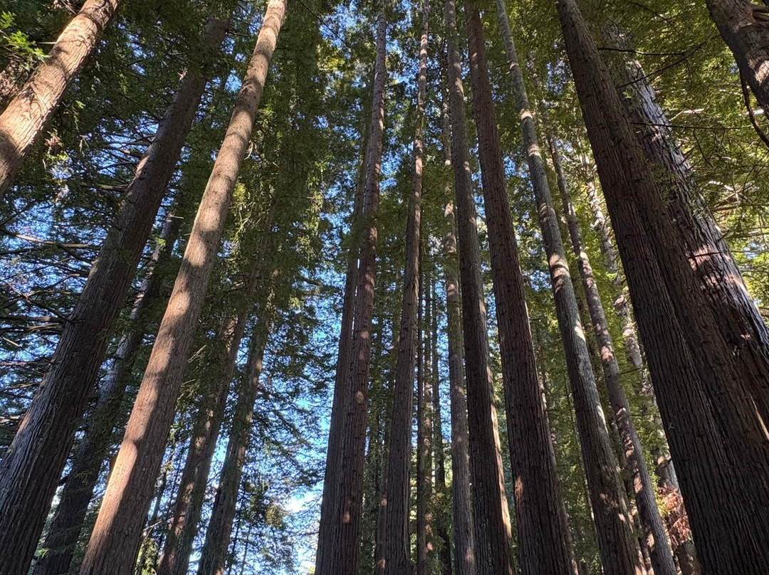 Hamurana Springs Nature Reserve-哈姆拉娜必去景点