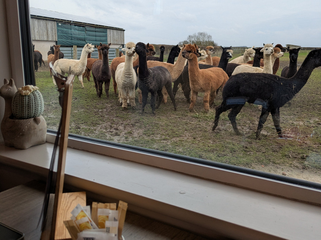 The Alpaca Centre at JandJ Alpacas-特伦特河畔纽瓦克必去景点