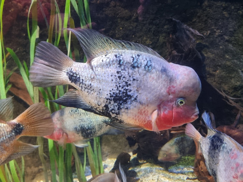 SEA LIFE Konstanz-康士坦茨必去景点