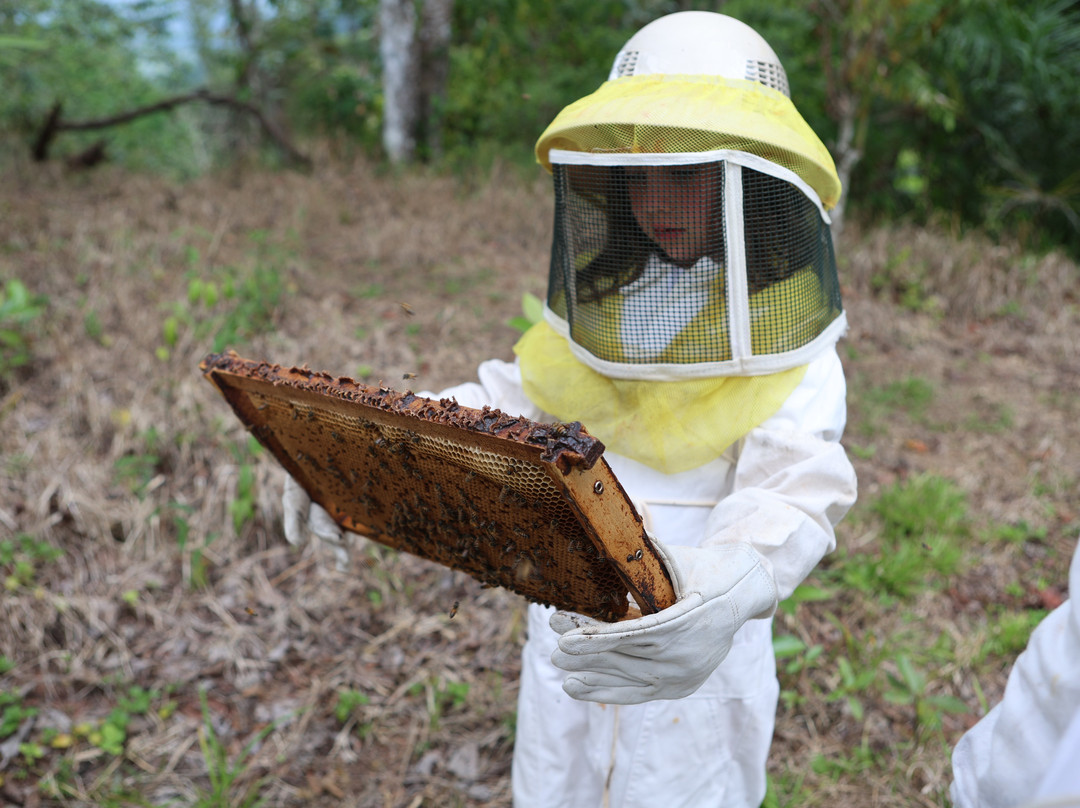Manuel Antonio Bee Farm Tour-哥斯达黎加安东尼奥国家公园必去景点