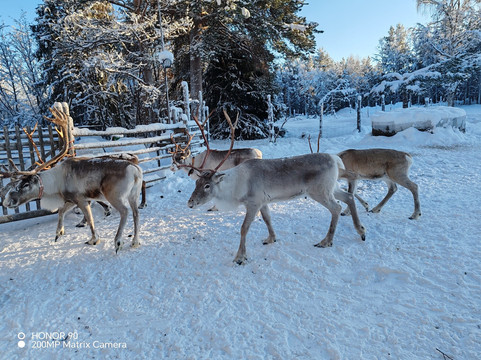 Tuula's Reindeer-伊纳里必去景点